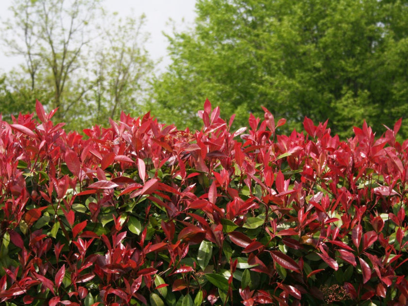PHOTINIA RED ROBIN  The Springs Garden World
