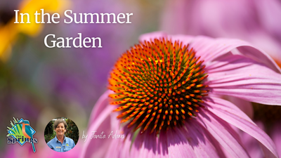 Our top tips for Summer gardening