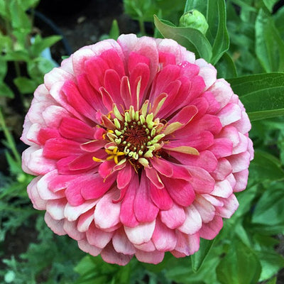 Zinnia