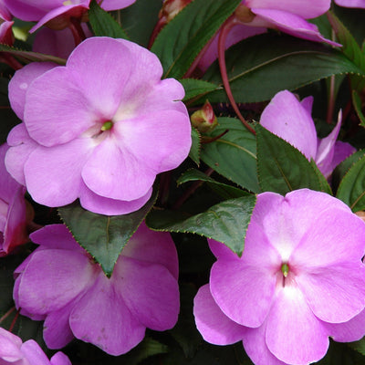 Impatiens