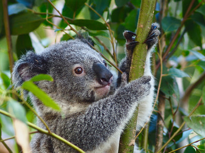 Wildlife Friendly Gardens