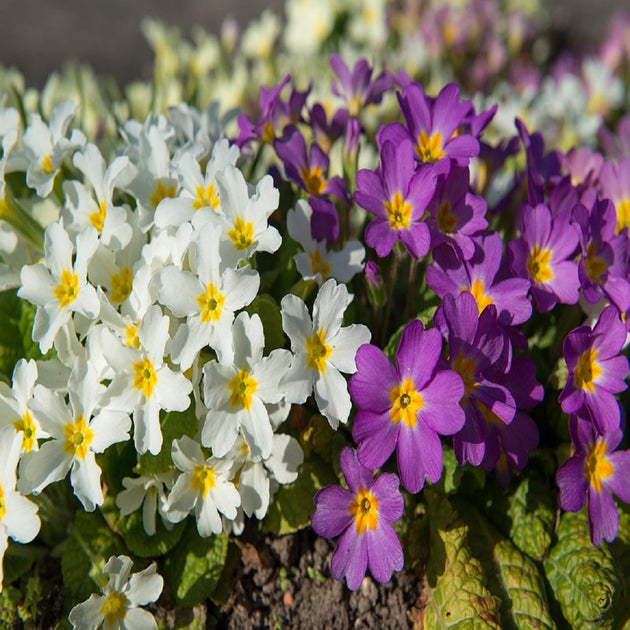 Primula – The Springs Garden World