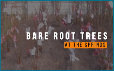 Bare Root Trees - What to do when you take them home.