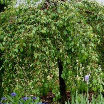 Weeping Trees – The Springs Garden World