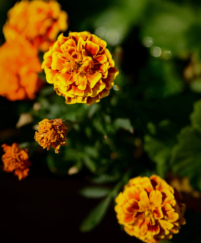 Marigold