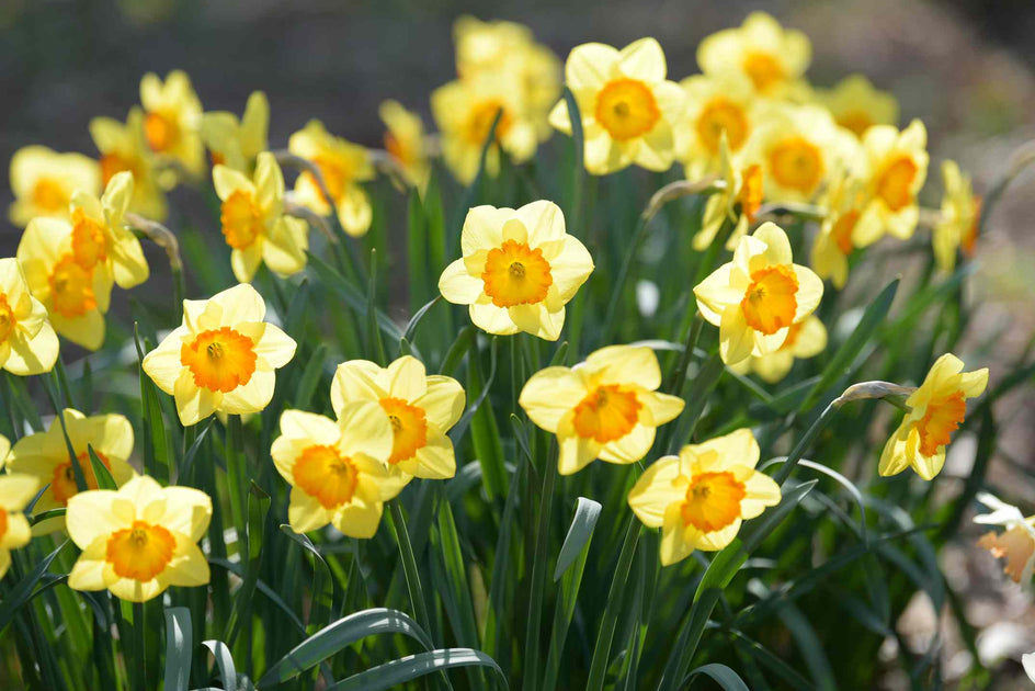Unique Spring Bulbs Blossoming Beauty: Planting Spring Flowering Bulbs for the Toowoomba C ...