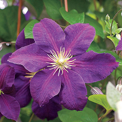 Clematis