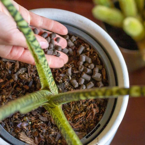 Support Organic Slow Release Plant Food