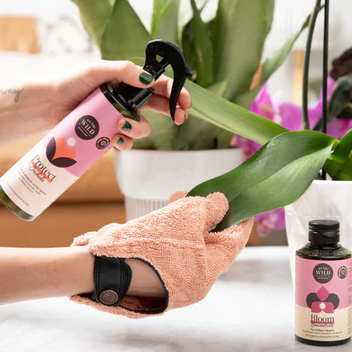 Orchid Protect Spray