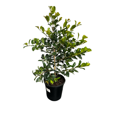 180mm Pot Resilience