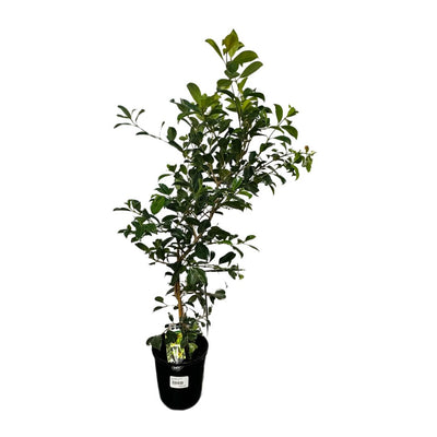 140mm Pot Resilience