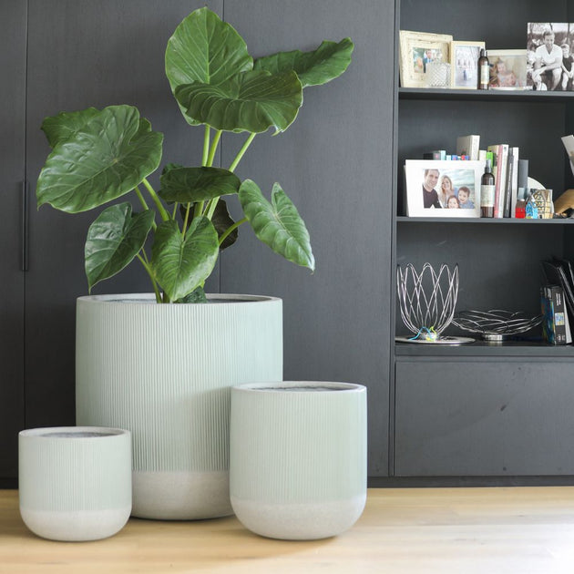 Alpine U Pots – The Springs Garden World
